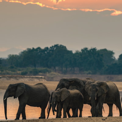 13 Days/12 Nights Zambian African Safari for 2 Travelers by Africa Calls